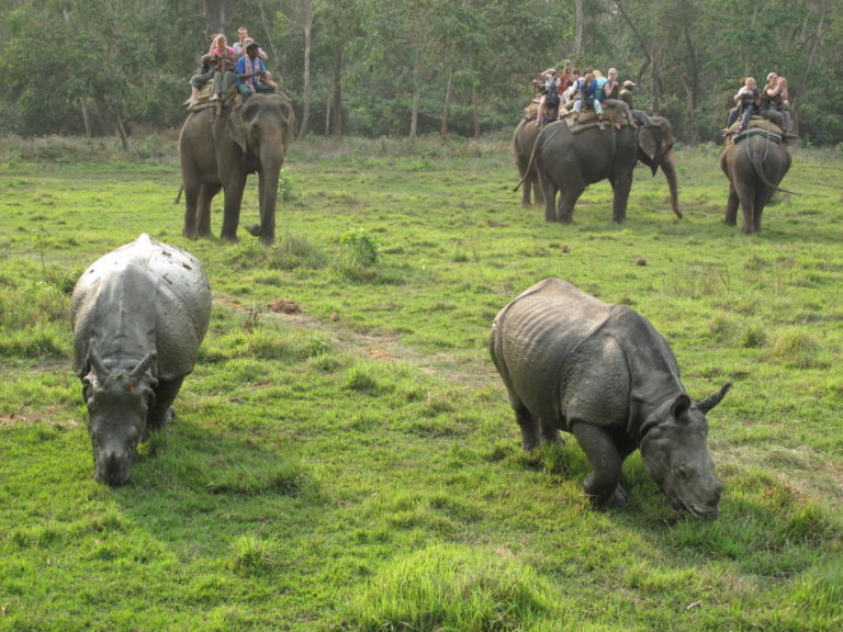 junglesafari