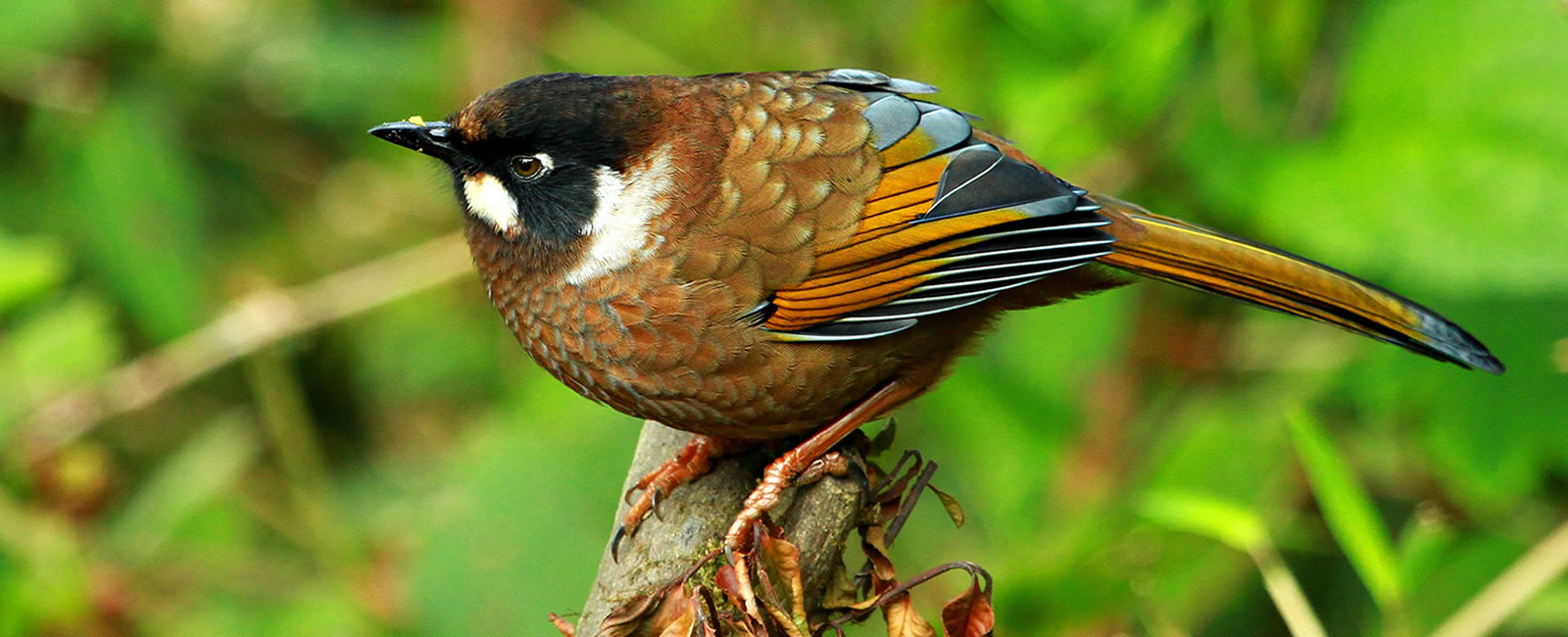 bird-watching-tour-nepal 