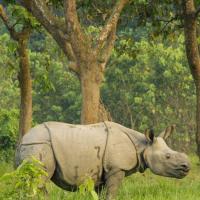 chitwan-jungle-safari 