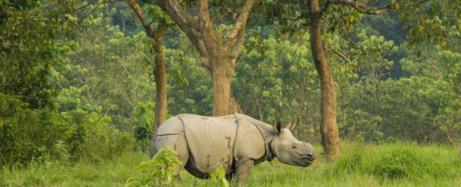 chitwan-jungle-safari 