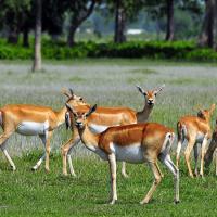 cultural-and-wildlife-tour-nepal 