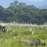 jungle-safari-nepal 