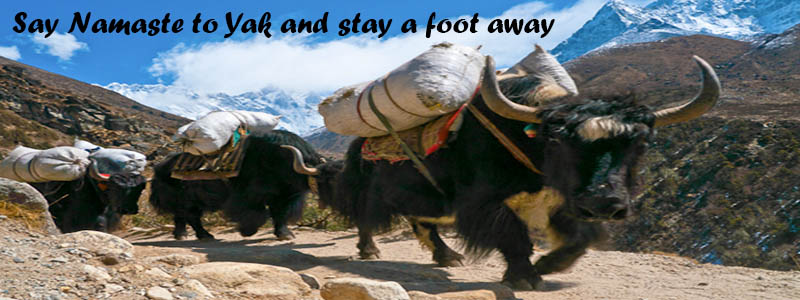 yaks at Himalayas